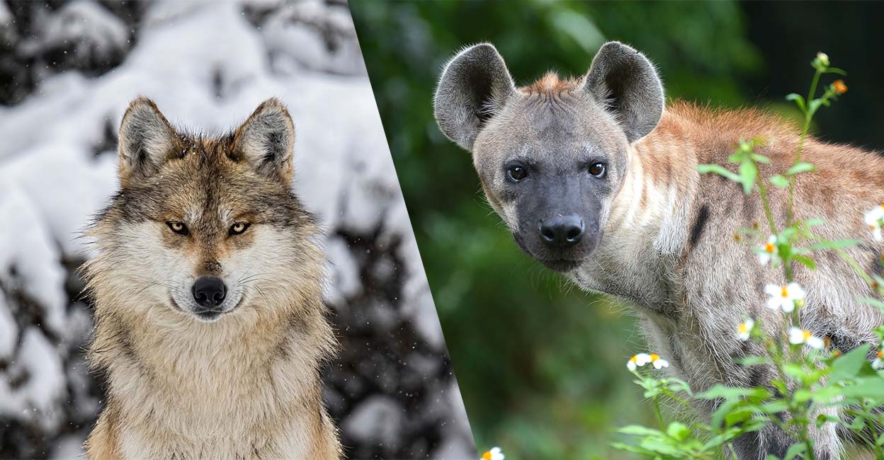 പൊട്ടിച്ചിരിക്കും 'ലാഫിങ് ഹയെന'യും നായ കുടുംബത്തിലെ ശക്തരായ