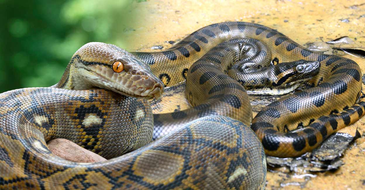 anaconda vs python fight video