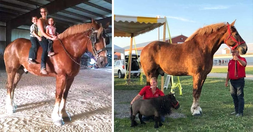 world-s-tallest-horse-big-jake-dies-in-wisconsin1 world-s-tallest-horse-big-jake-dies-in-wisconsin1
