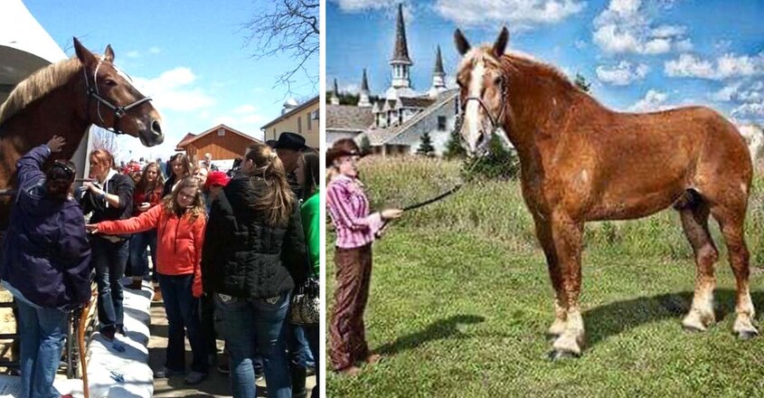 world-s-tallest-horse-big-jake-dies-in-wisconsin2 world-s-tallest-horse-big-jake-dies-in-wisconsin2