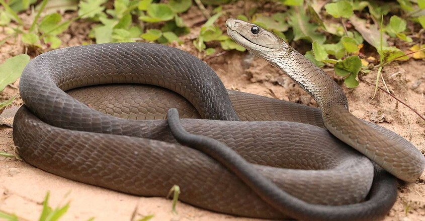 Black-Mamba Black-Mamba