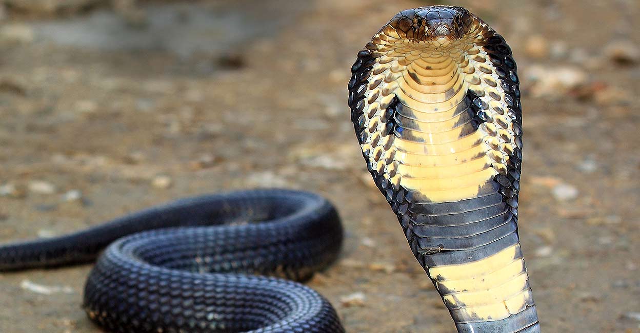 змеи индии фото и названия
