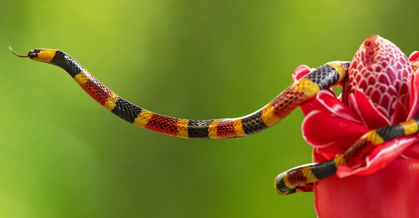 Coral snake Coral snake