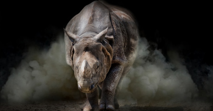 upside-down-rhino-research-wins-ig-nobel-prize upside-down-rhino-research-wins-ig-nobel-prize