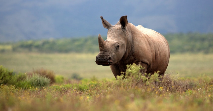 upside-down-rhino-research-wins-ig-nobel-prize