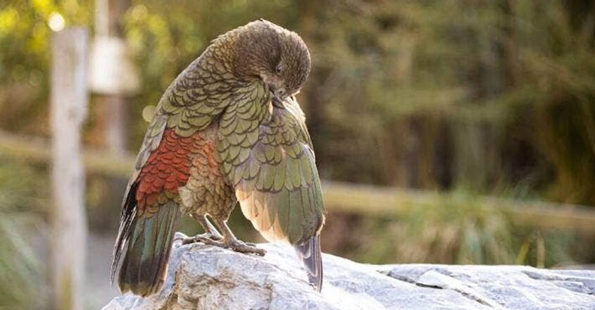 bruce-a-parrot-with-broken-beak-and-invented-a-tool1 bruce-a-parrot-with-broken-beak-and-invented-a-tool1