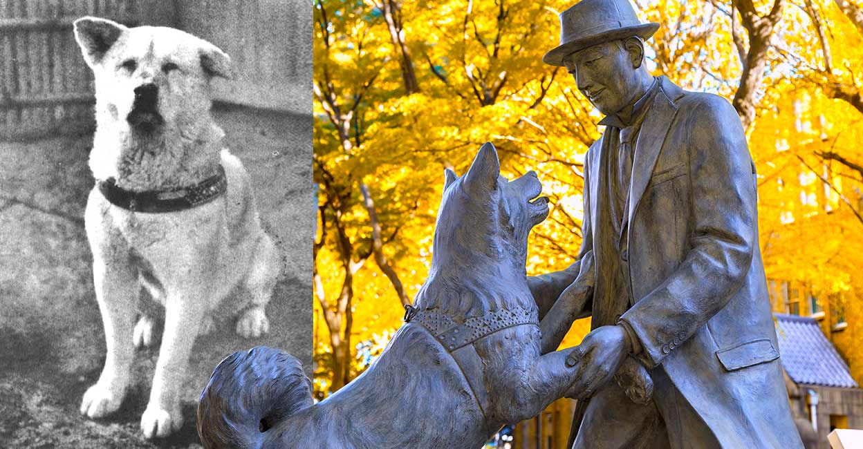 10 years at the train station without a dead owner Hatchiko, eternal