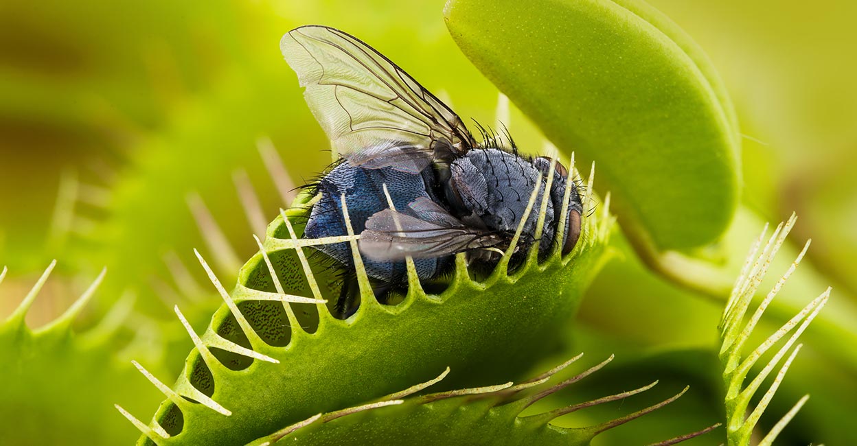 Carnivorous Predatory Plant: Venus Flytrap, Endangered Species and Care Tips!