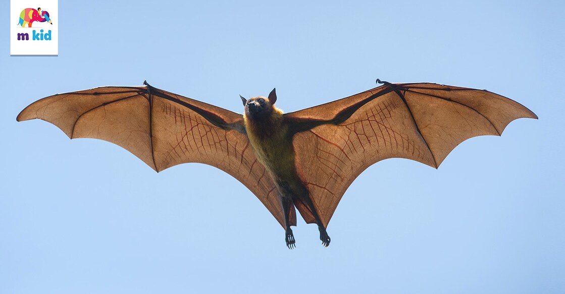 Photo Credits: Independent birds/ Shutterstock.com
