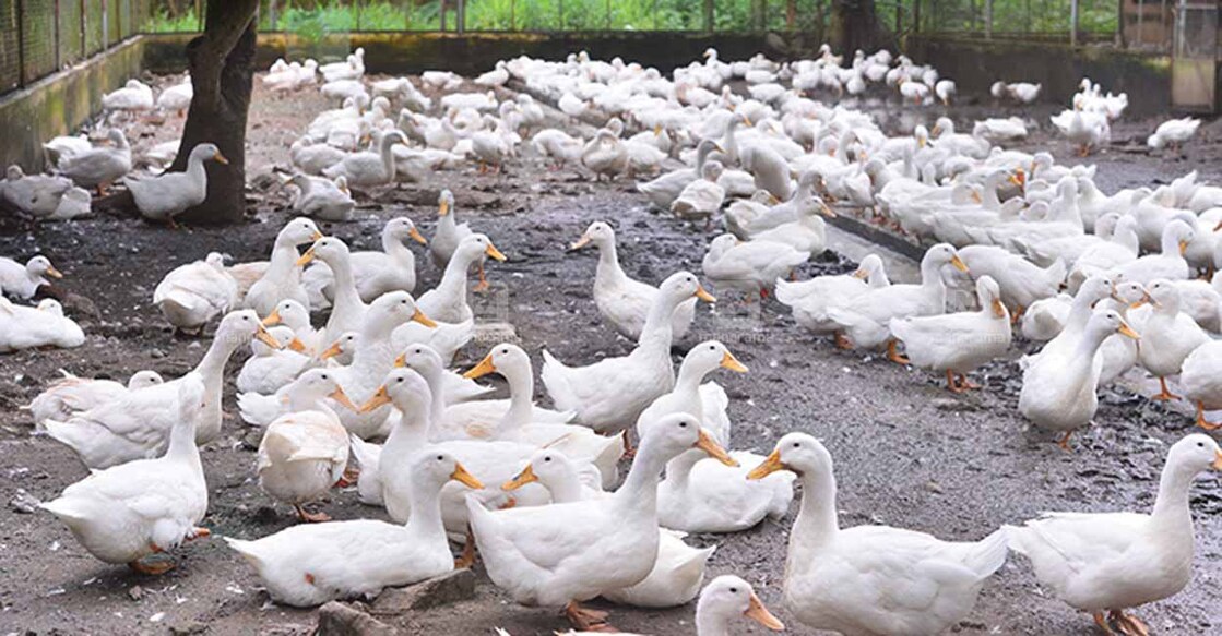 alappuzha-bird-fever alappuzha-bird-fever