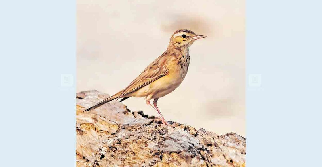 alappuzha-charal-varamban-bird ചരൽ വരമ്പൻ പക്ഷി