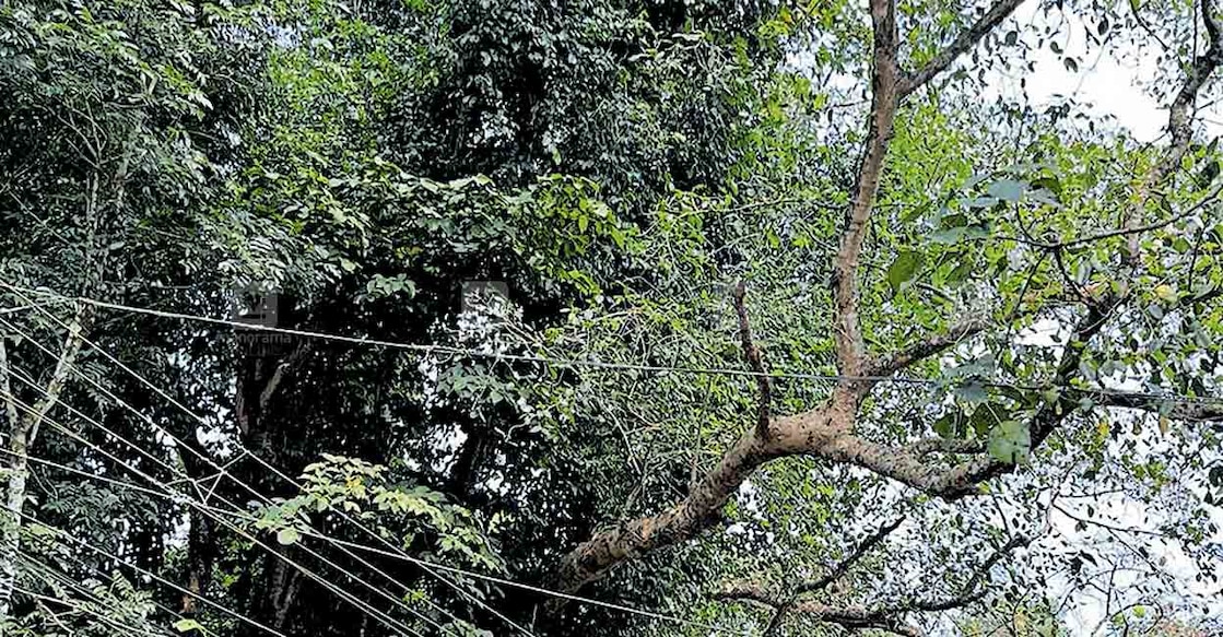 കുറിച്ചിപ്പുഴ പാലത്തിനു കിഴക്കു ഭാഗത്ത് അപകട ഭീതിയുയർത്തി നിൽക്കുന്ന ആൽമരത്തിന്റെ ശിഖരം.  
