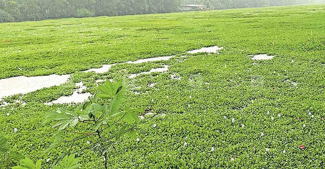 മാലിന്യം നിറഞ്ഞു കിടക്കുന്ന മാന്നാർ കിഴക്കുള്ള മാറകം പുഞ്ച.  