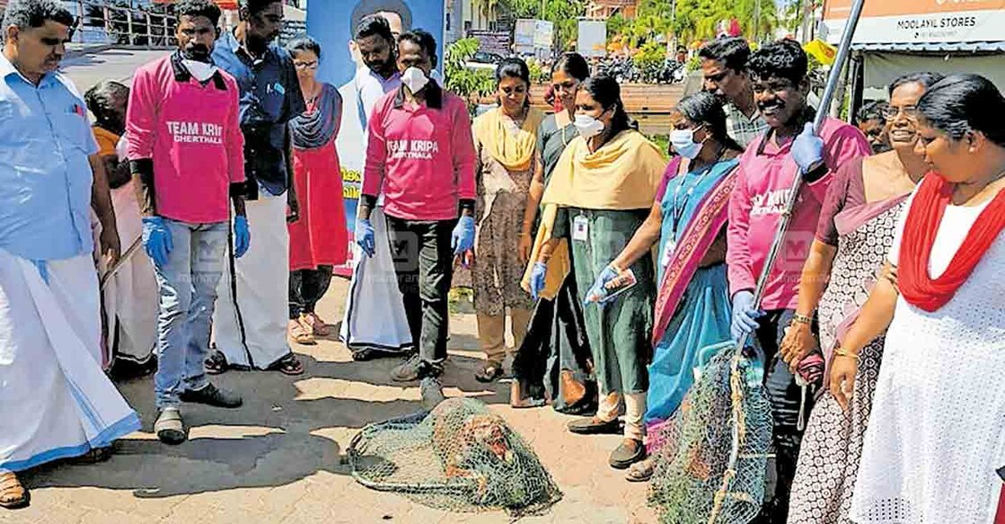 alappuzha-vaccination-of-stray-dogs എടത്വ പഞ്ചായത്ത് പ്രദേശത്ത് തെരുവുനായ്ക്കൾക്ക് പ്രതിരോധ കുത്തിവയ്പ് എടുക്കുന്ന നടപടിയുടെ ഉദ്ഘാടനം പ്രസിഡന്റ് ലിജി വർഗീസ് നിർവഹിക്കുന്നു.