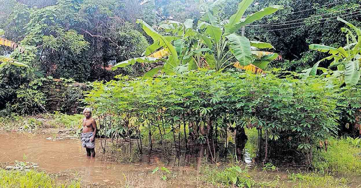 വെള്ളം കയറി കരക്കൃഷി നശിച്ചു | Alappuzha rain update | Alappuzha ...