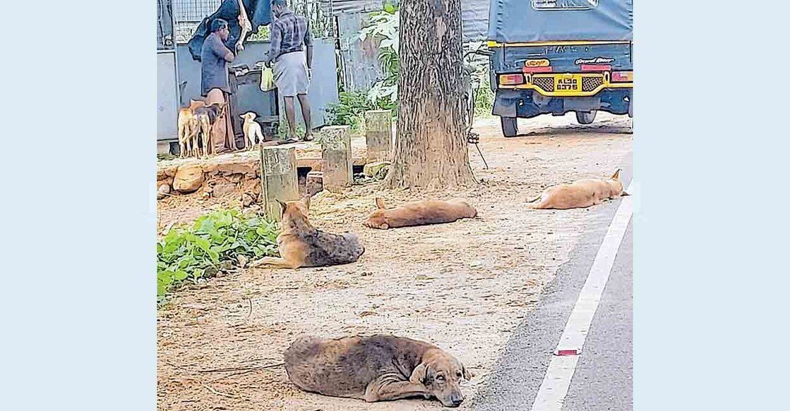 ചെന്നിത്തല കാരാഴ്മ ചന്തയിലെ ഇറച്ചിവിൽപന ശാലയ്ക്കു മുൻപിൽ കാണപ്പെട്ട തെരുവുനായ് കൂട്ടം.