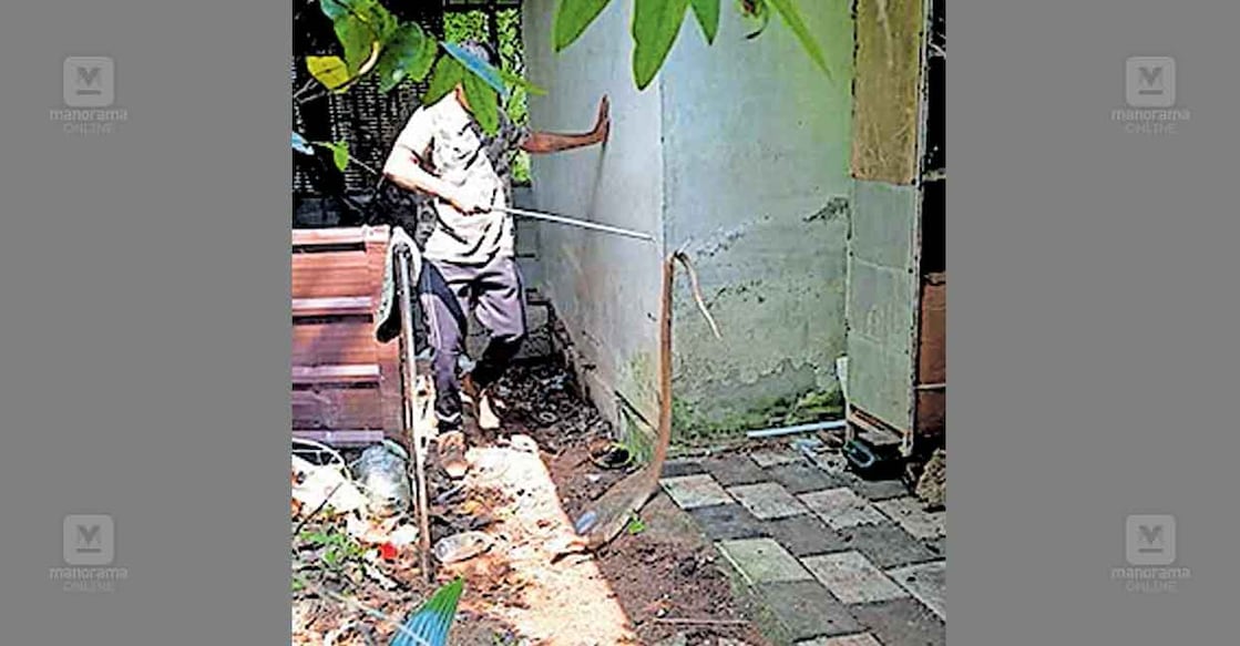 cobra-snake മങ്കൊമ്പ് ശാസ്തമംഗലം എസ്.ആർ.അയ്യപ്പപ്രസാദിന്റെ വീട്ടിൽ നിന്നു വനംവകുപ്പിന്റെ റെസ്ക്യു വൊളന്റിയർ അരുൺ സി.മോഹൻ മൂർഖൻ പാമ്പിനെ പിടികൂടിയപ്പോൾ.