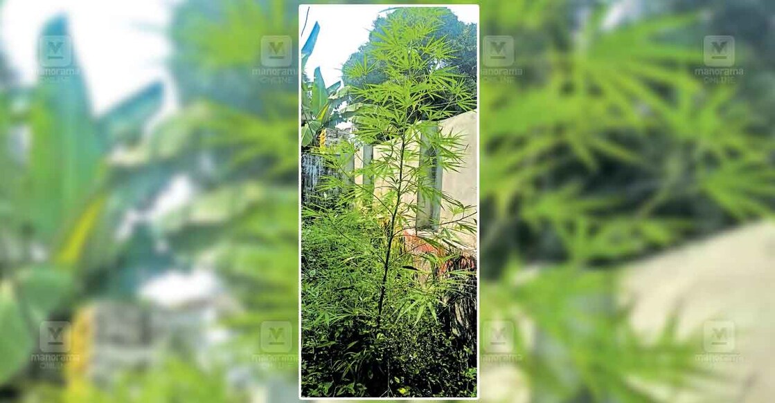 veed സക്കറിയ ബസാർ ജംക്ഷന് സമീപത്തെ വീട്ടിൽ നിന്നു
പൊലീസ് കണ്ടെത്തിയ
കഞ്ചാവുചെടി.