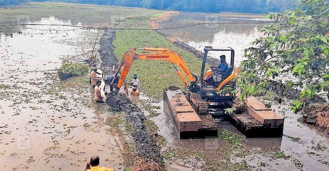 mannar-paddy-field-restoration ചെന്നിത്തല 8– ാം ബ്ലോക്ക് പാടശേഖരത്തിലെ പായൽ നീക്കുന്നതിനും തോടിന്റെ ആഴം കൂട്ടുന്നതിനുമുള്ള ജോലികൾ തുടങ്ങിയപ്പോൾ.