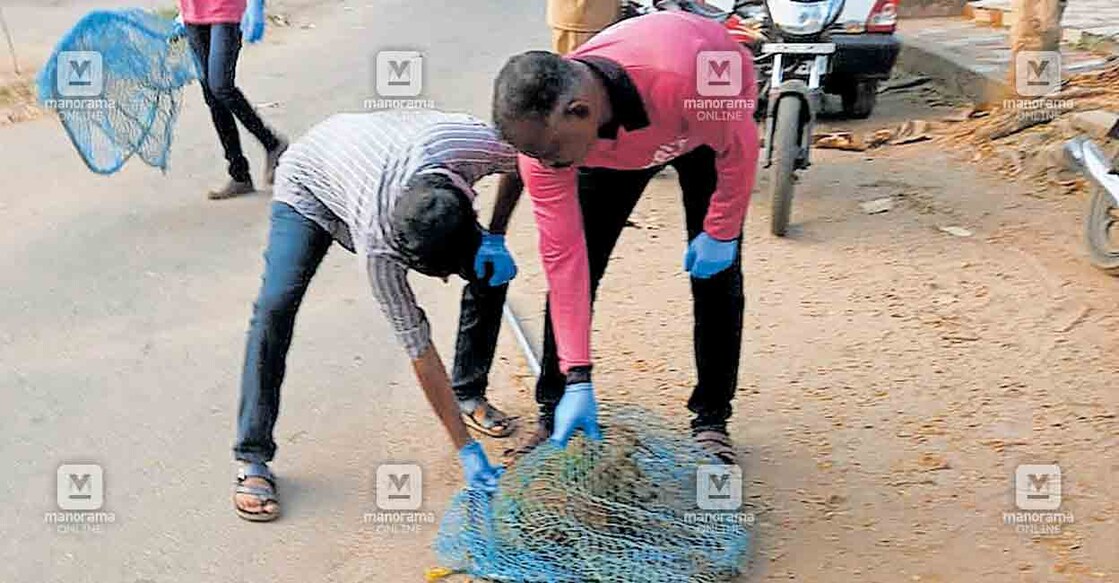 ചേർത്തല നഗരസഭ പരിധിയിൽ തെരുവ് നായ്ക്കൾക്ക്  പേവിഷ പ്രതിരോധ വാക്സിനേഷൻ നൽകുന്നു.