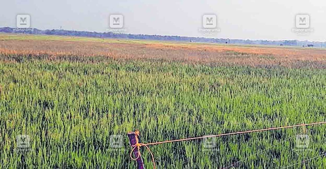 മാന്നാർ നാലുതോടു പാടശേഖരത്തിൽ വളർന്നു പന്തലിച്ചു നിൽക്കുന്ന വരിനെൽ. 