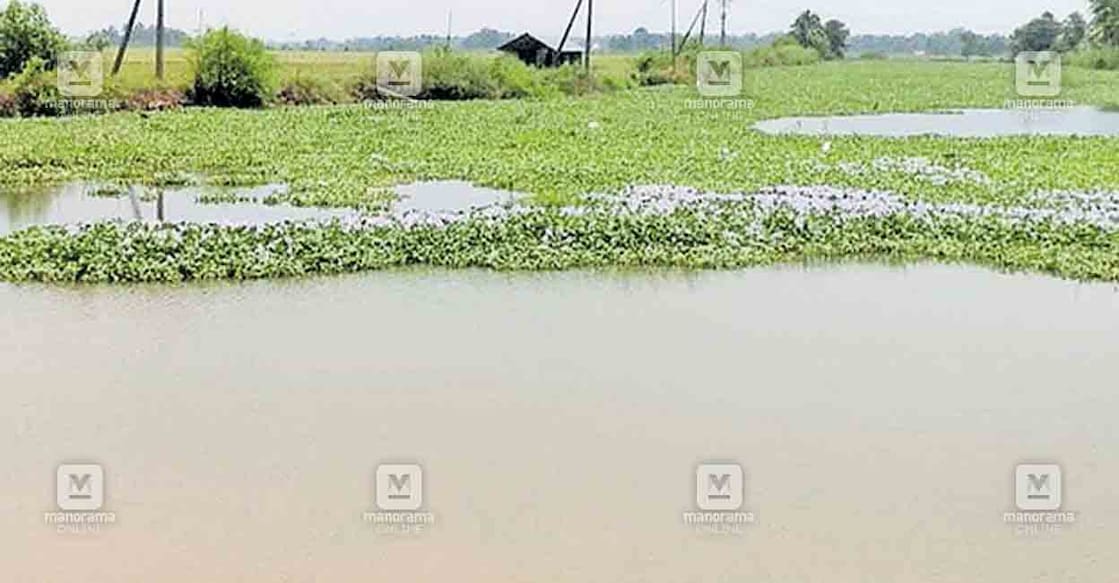 alappuzha-paddy-water-2 വെള്ളം കയറി മുങ്ങിക്കിടക്കുന്ന ചെന്നിത്തല നേന്ത്രവേലി പാടശേഖരം.