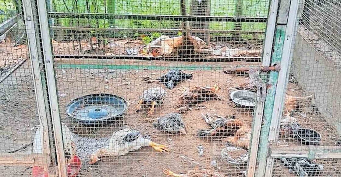 മാവേലിക്കര കണ്ടിയൂർ ചെമ്പകശേരിൽ ജയ്നമ്മ തോമസിന്റെ വീട്ടുവളപ്പിലെ കൂട് തകർത്തു കോഴികളെ തെരുവുനായ്ക്കൾ കൊന്നനിലയിൽ.  
