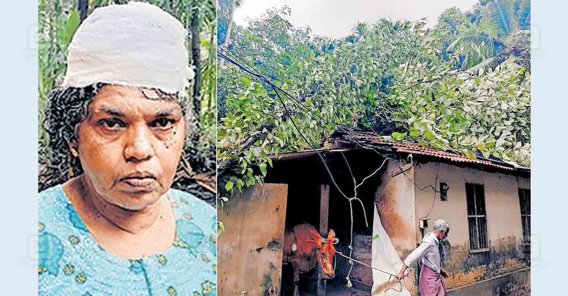 1. തകർന്ന വീടിന്റെ ഓട് വീണു തലയ്ക്കു പരുക്കേറ്റ ഓമനയമ്മ. 2. കാറ്റിൽ മരം വീണു തകർന്ന തഴക്കര 12–ാം വാർഡ് വെട്ടിയാർ പുതുപ്പുരയ്ക്കൽ മലയിൽ ഓമനയമ്മയുടെ വീട്. അപകട ഭീതിയെ തുടർന്നു സമീപത്തെ തൊഴുത്തിൽ നിന്നു പശുവിനെ അഴിച്ചു മാറ്റുന്നു.