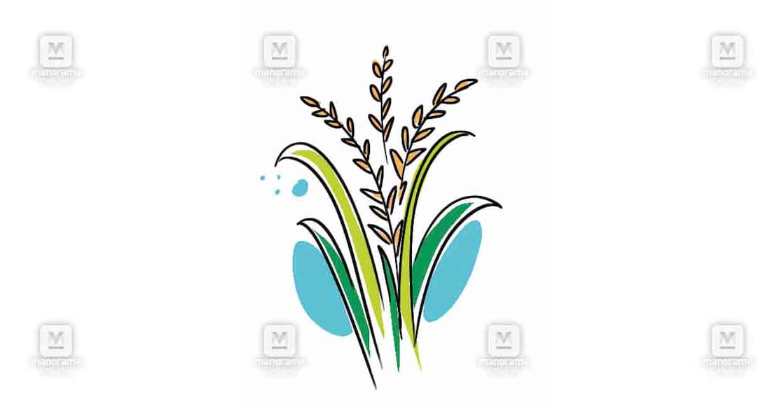 alappuzha-rice-plant