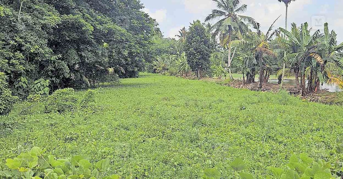 paanam-thodu പോള തിങ്ങിനിറഞ്ഞ എടത്വ പഞ്ചായത്ത് പച്ച പാണംതോട്.