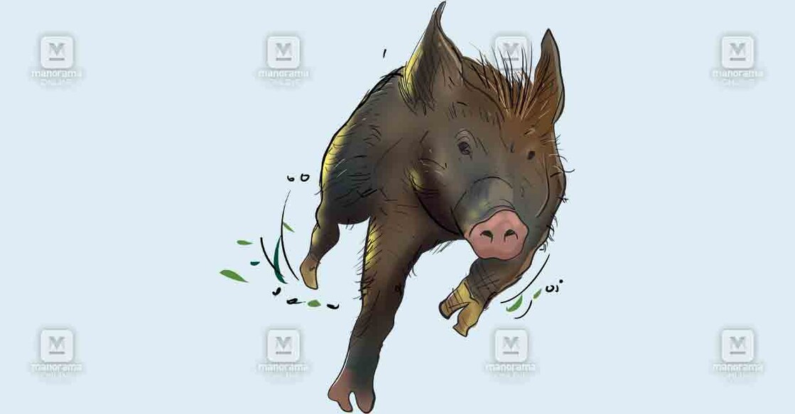 alapuzha-wild-boar-4
