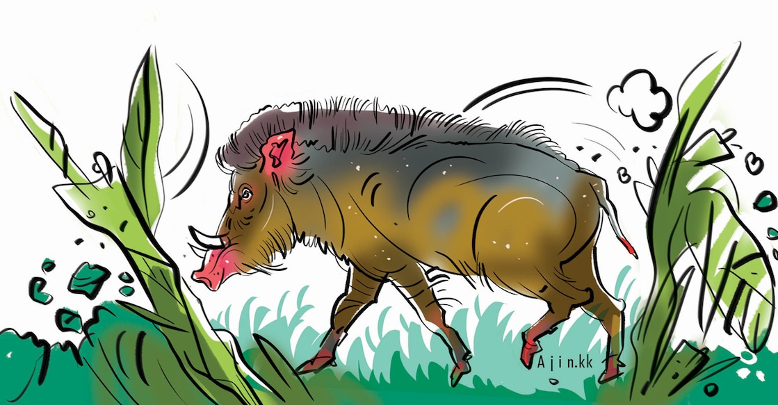 alappuzha-wild-boar alappuzha-wild-boar