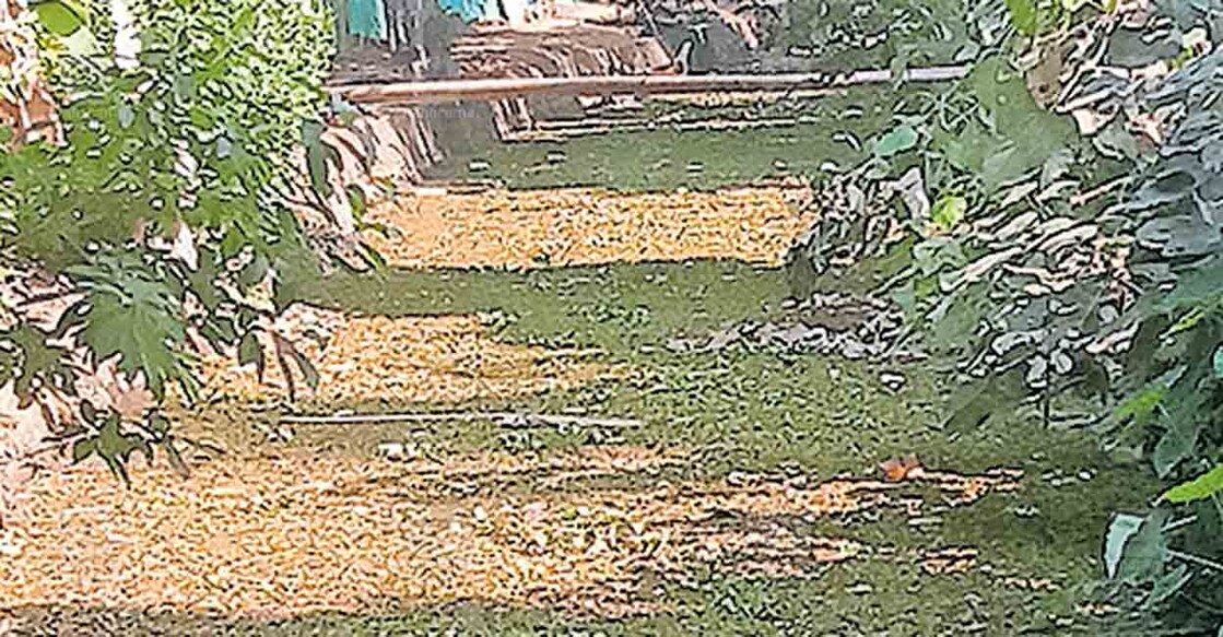 alappuzha-changarappally-chira-thodu
നീരൊഴുക്ക് തടസ്സപ്പെട്ട് മാലിന്യവും പായലും നിറഞ്ഞു കിടക്കുന്ന ചെറുതന കന്നുചാൽ പൊതുവേൽ– ചങ്ങാരപ്പള്ളിച്ചിറ തോട്.