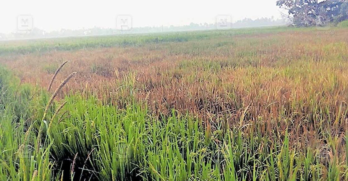 പുളിയിളക്കവും, ഉപ്പുവെള്ള ഭീഷണിയും മൂലം തകഴി കരീത്ര പാടശേഖരത്തെ നെൽച്ചെടികൾ കരിഞ്ഞുണങ്ങിയ അവസ്ഥയിൽ.  
