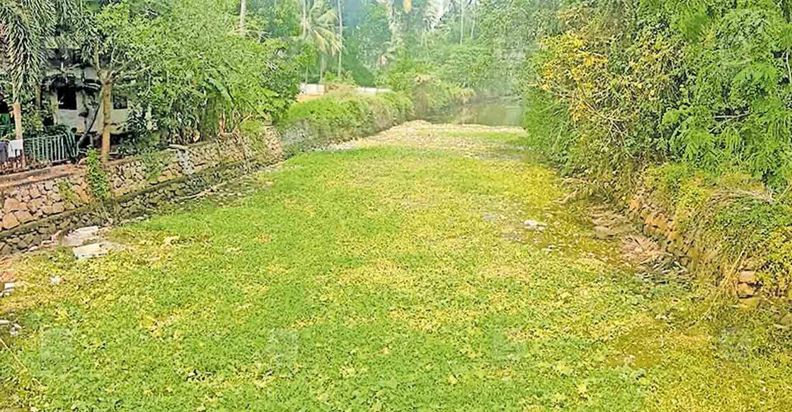 karippuzha-lake-waste-issue കരിപ്പുഴ തോട്ടിൽ എരുവ കോയിക്കൽപടിക്കൽ ഭാഗത്ത് പായലും
മാലിന്യങ്ങളും കെട്ടിക്കിടക്കുന്നു.