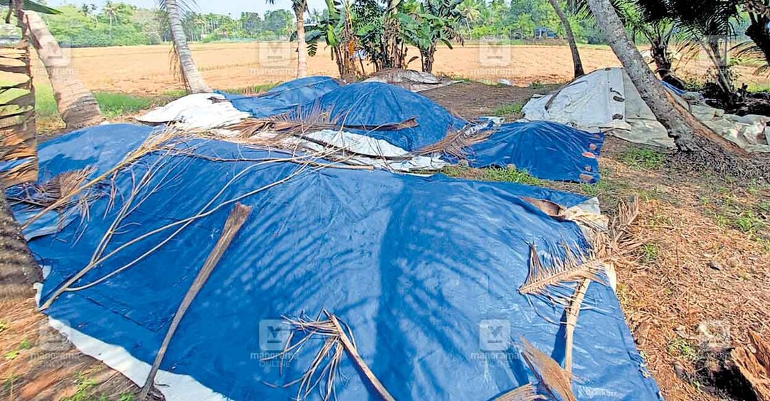 വിളവെടുത്തു 10 ദിവസം കഴിഞ്ഞിട്ടും സംഭരണം നടക്കാതെ നെടുമുടി കൃഷിഭവനു കീഴിലുള്ള മഠത്തിൽ 
മുല്ലാക്കൽ പാടശേഖരത്തിലെ നെല്ല് പടുതയിട്ടു മൂടിയ നിലയിൽ.  
