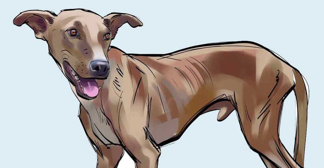 DOG DOG