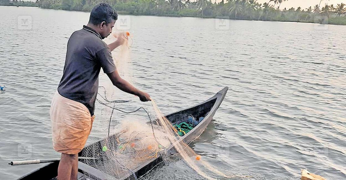 പാണാവള്ളി പ്രദേശത്ത് കൈതപ്പുഴ കായലിൽ വലയിടുന്ന മത്സ്യത്തൊഴിലാളി.  