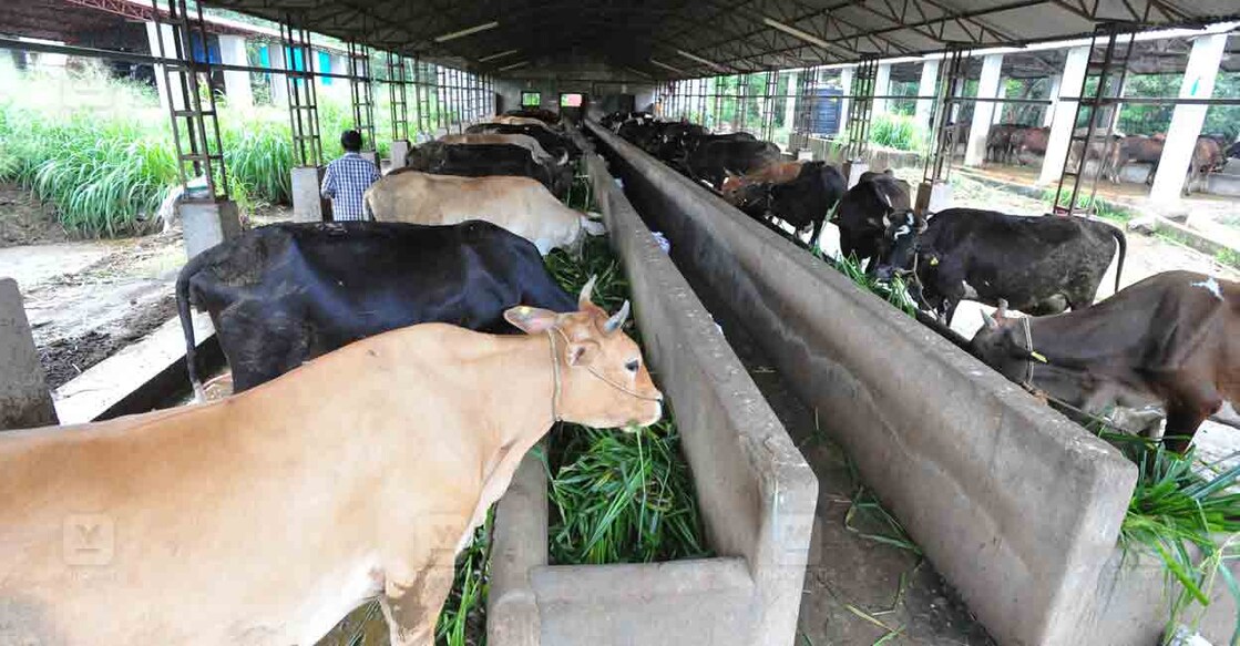 Dairy-farmers