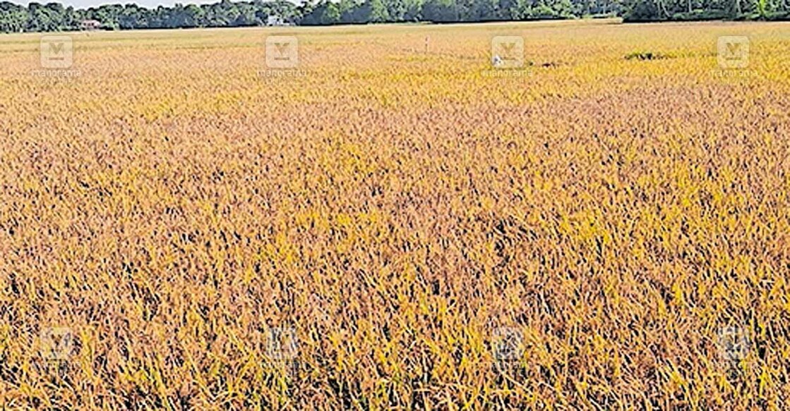 കൊയ്ത്തിനു പാകമായ ചെന്നിത്തല 9 ാം ബ്ലോക്കു പാടശേഖരം.  