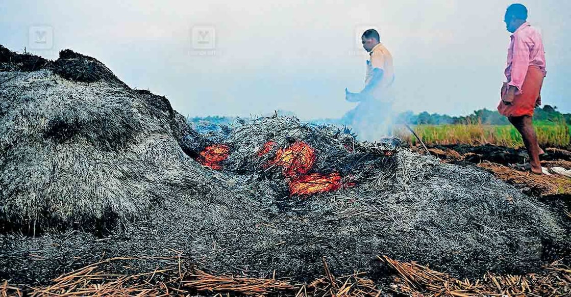 നീലംപേരൂർ മുക്കോടി പാടശേഖരത്തിലെ കർഷകനായ ടി.വി. സോണിച്ചൻ കൊയ്തെടുത്ത നെല്ല് മെതിക്കാനാവാതെ വന്നതിനെത്തുടർന്ന് തീയിട്ടപ്പോൾ. ചിത്രം: നിഖിൽരാജ് / മനോരമ  
