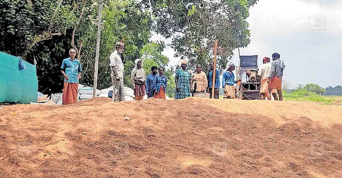 പള്ളിപ്പാട് ചിറക്കടവം വഴുതാനം ചിറക്കുഴി പാടശേഖരത്തിൽ മെഷീൻ ഉപയോഗിച്ച് നെല്ലിലെ പൊടിയും പതിരും മാറ്റുന്നു.  

