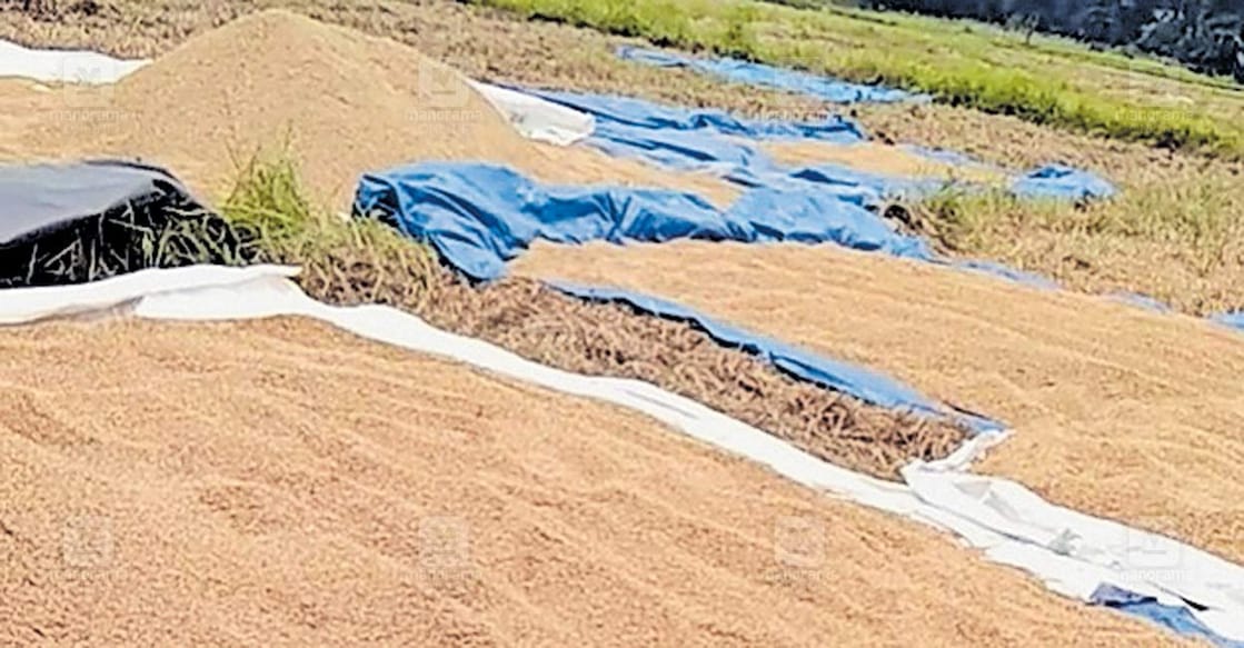 paddy-crisis2 വെൺമണി കണ്ണാടി–മുണ്ടോടി പാടത്ത് നെല്ല് ഉണക്കാനിട്ടിരിക്കുന്നു.