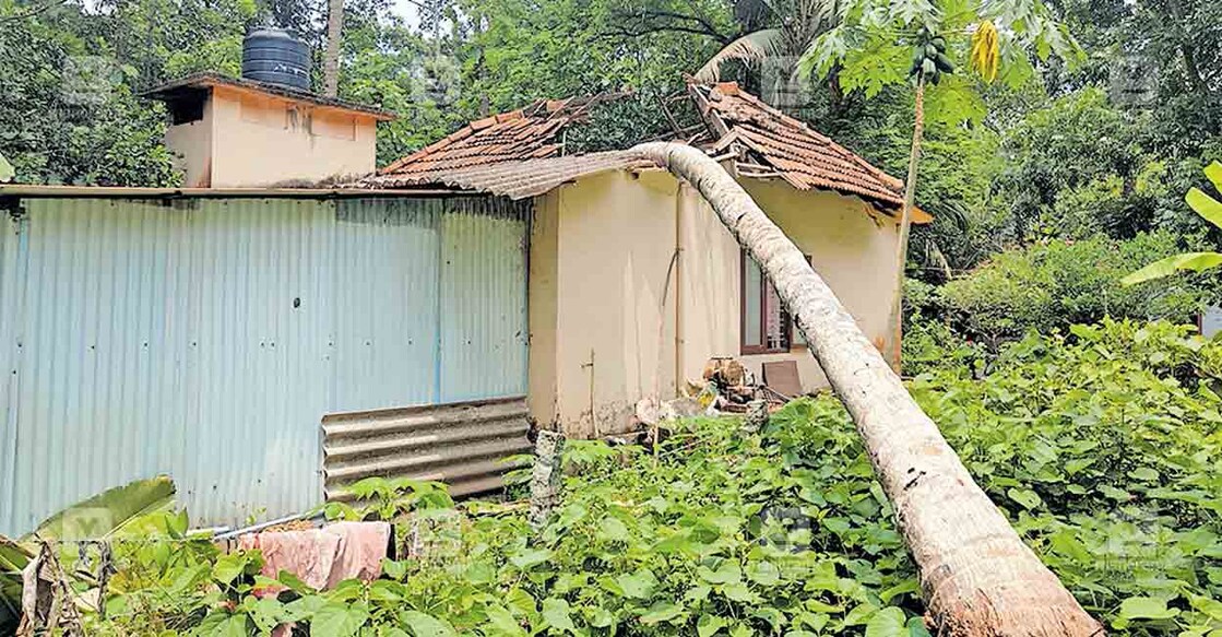coconut-tree-fall തെക്കേക്കര പഞ്ചായത്ത് ഓഫിസ് വാർഡിൽ കുറ്റിത്തറയിൽ വീട്ടിൽ കുട്ടൻപിള്ളയുടെ വീടിനു മുകളിലേക്കു തെങ്ങുവീണപ്പോൾ.