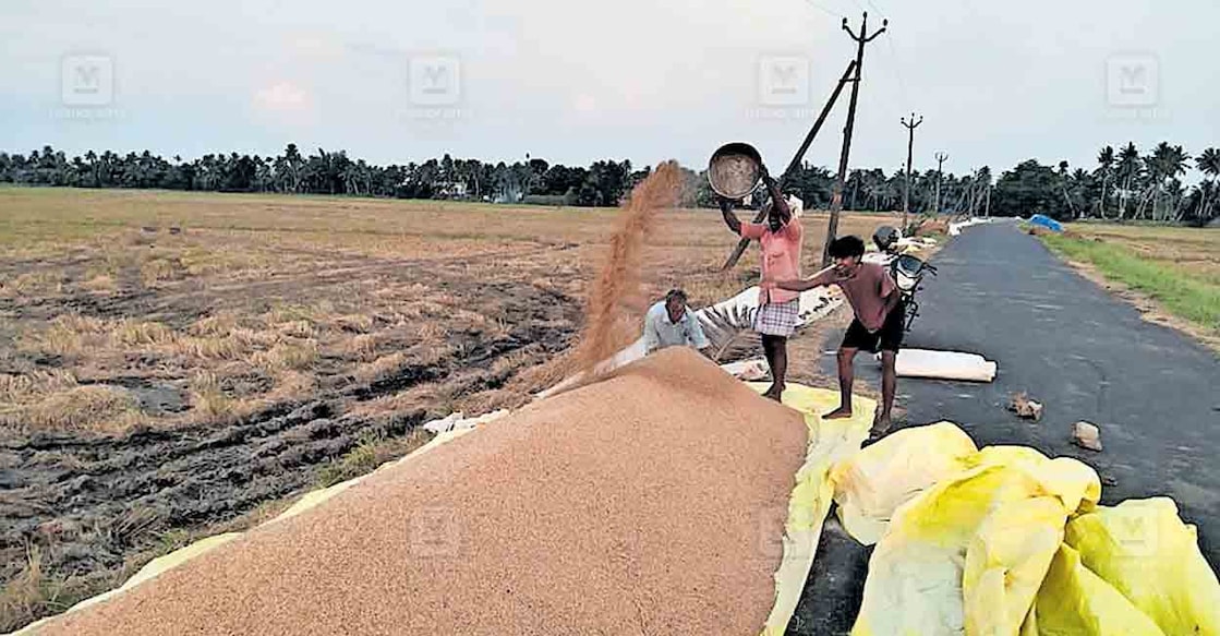 chembakulam-paddy-filds സംഭരണം നടക്കാത്ത ചമ്പക്കുളം കൃഷിഭവൻ പരിധിയിലെ ചെമ്പടി–ചക്കംകരി പാടശേഖരത്തിലെ നെല്ല് ഉണങ്ങിയശേഷം കൂട്ടിയിടുന്ന കർഷകൻ.