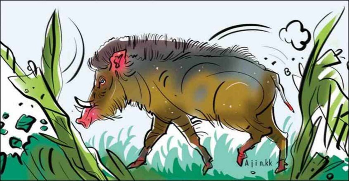 Wild Boar Wild Boar