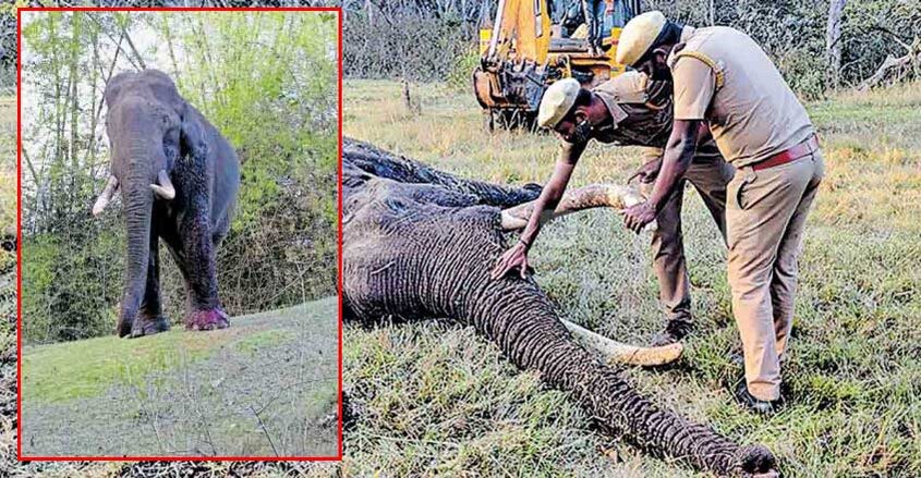 elephant elephant