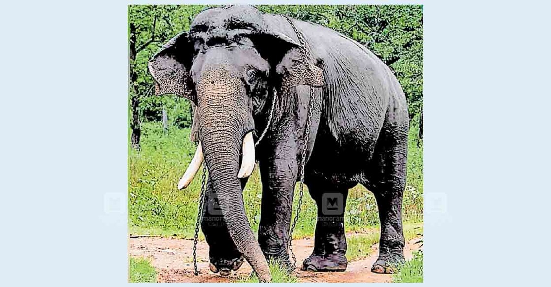 bengaluru-elepnat
അർജുന ആന (ഫയൽ ചിത്രം)