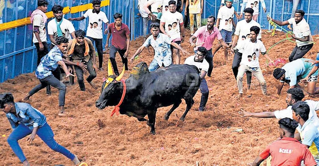 jallikettu തച്ചൻകുറിശ്ശിയിൽ ആരംഭിച്ച ജല്ലിക്കെട്ട് മത്സരത്തിൽ നിന്ന്.
