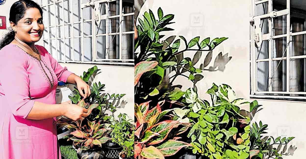 ഇൻഡോർ പ്ലാന്റ് വീടിനും വീട്ടുകാർക്കും കൂട്ട് indoor plants Chennai